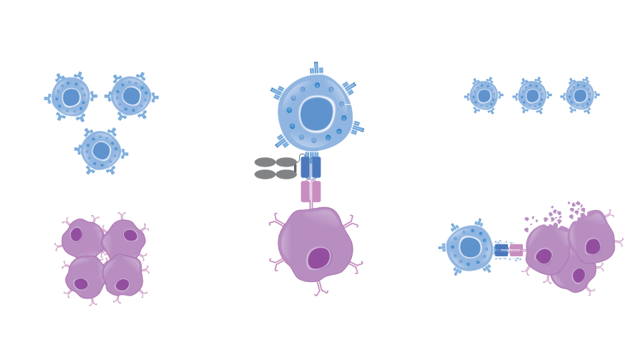 Illustration of the HLE BiTE Technology mechanism of action