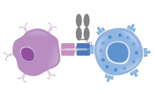 Illustration of how BITE molecules with a longer half-life can engage endogenous T cells to cancer cells