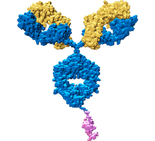 Bifunctional Fusion Protein