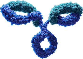 Monoclonal Antibody